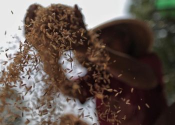 Sukses Panen Raya Padi Organik di Lombok Timur oleh PT Regen