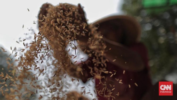 Sukses Panen Raya Padi Organik di Lombok Timur oleh PT Regen