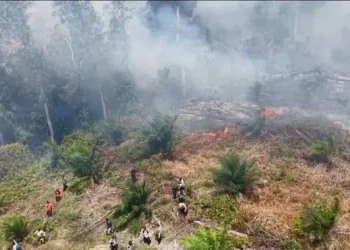 Karhutla di Lahan Gambut Riau, 3 Izin Pemanfaatan Hutan Disegel Kemenhut