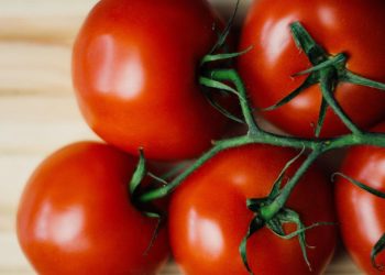 Studi Terbaru Mengungkap Hubungan Tomat dan Leluhur Kentang