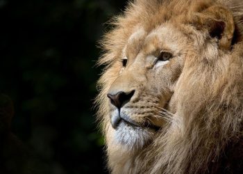 Warga Diimbau Sumbang Hewan Peliharaan untuk Makanan Singa Kebun Binatang