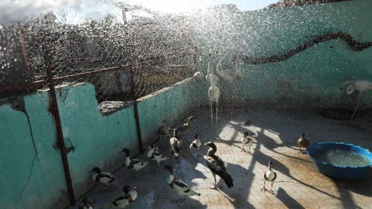 Hewan-Hewan Terdampak Gelombang Panas di Suriah