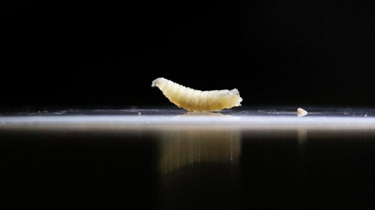 Hewan Ternak Meksiko Terjang Wabah Ulat Pemakan Daging