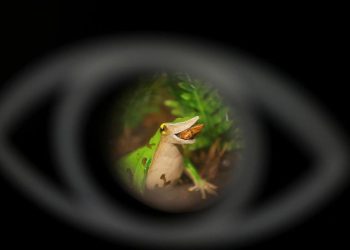 Usaha Terakhir Menyelamatkan Katak Darwin dari Risiko Kepunahan