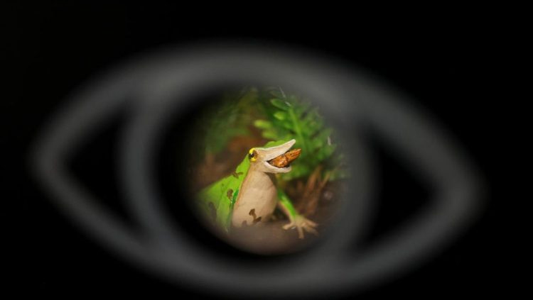 Usaha Terakhir Menyelamatkan Katak Darwin dari Risiko Kepunahan