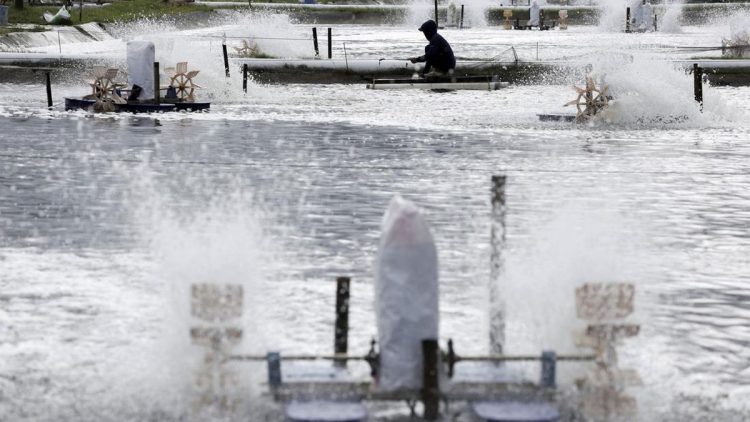 Wajah Tambak Udang Pandeglang di Bawah Pengaruh Tarif 19 Trump