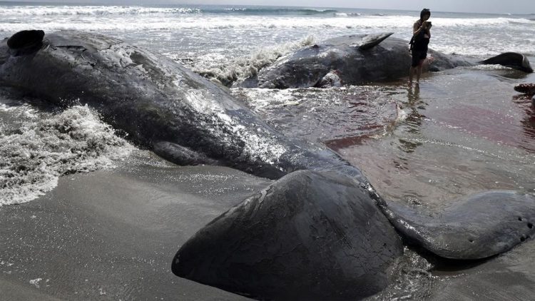 Paus Terkepung di Pantai Jepang Usai Gempa Dahsyat Guncang Rusia