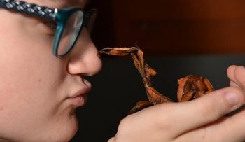 Serangga Tongkat Raksasa Terberat Ditemukan di Australia