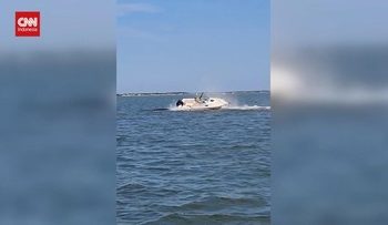 Paus Mati Tertabrak Kapal di New Jersey AS