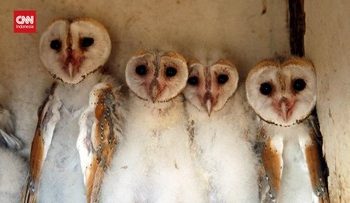 Ilmuwan Inggris Menerapkan AI untuk Mendukung Konservasi Burung Hantu