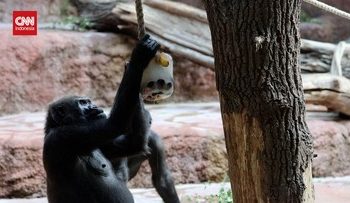 Hewan di Kebun Binatang Mendapat Makanan Beku Saat Cuaca Panas