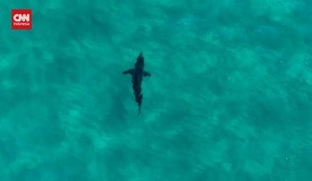 Hiu Terlihat Membelah Papan Peselancar di Australia