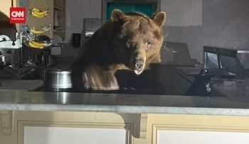 Camilan Manis Beruang Masuk Toko Es Krim El Dorado