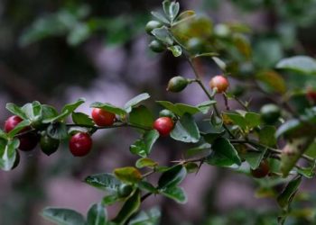 Rasa Buah Ajaib di Taman Wisata Desa Martani Yogyakarta yang Membuat Penasaran