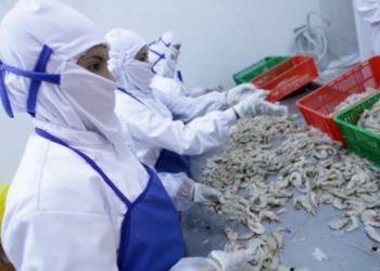 Kasus Tercemarnya Udang RI oleh Radioaktif Hanya Terjadi dalam Satu Pengiriman