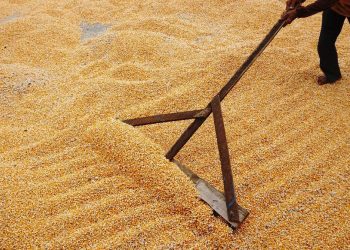 Gelontorkan Jagung Harga Rp5500 per Kg untuk Peternak oleh Bulog