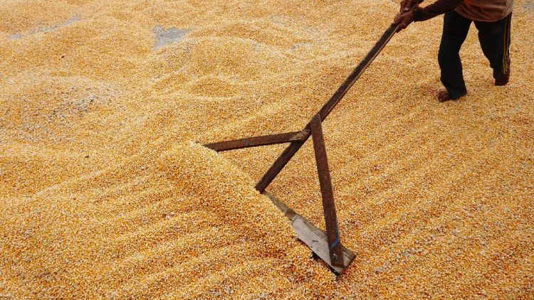 Gelontorkan Jagung Harga Rp5500 per Kg untuk Peternak oleh Bulog