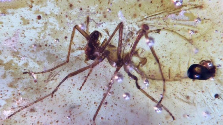 Menemukan Serangga Berusia 112 Juta dalam Amber di Amazon