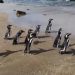 Sembilan Penguin Magellan Dilepaskan di Pesisir Chile