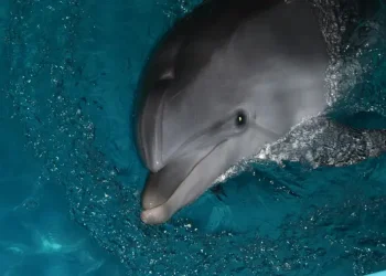 Pembatasan Tur Wisata Lumba-lumba Hector di Teluk Akaroa Membuat Operator Khawatir