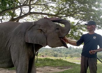 Merawat Gajah Togar dengan Kasih dan Menjaga Melalui Doa