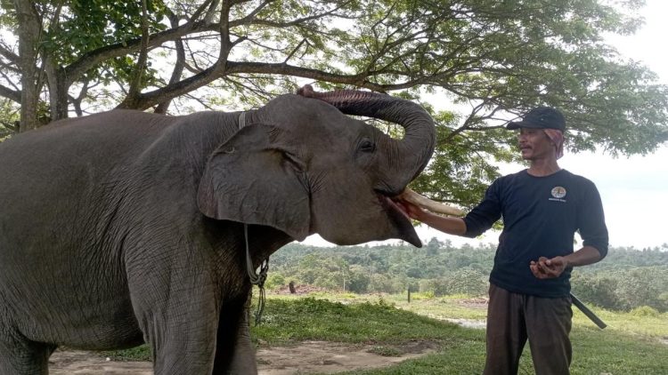 Merawat Gajah Togar dengan Kasih dan Menjaga Melalui Doa