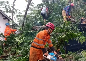 Cuaca Ekstrem di Bogor Mengakibatkan Dua Pohon Tumbang dan Kerusakan pada Mobil serta Gedung