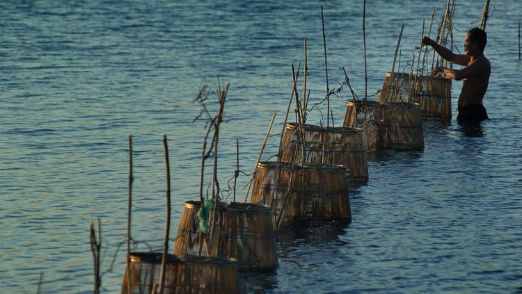 Udang RI Kini Bisa Masuk AS Setelah Dilarang Akibat Isu Radioaktif