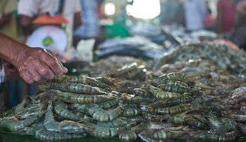 Ekspor Udang ke AS Dikenakan Wajib Sertifikat Bebas Radioaktif