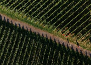 Krisis Iklim Mengancam Petani Anggur di Jepang