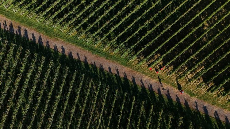Krisis Iklim Mengancam Petani Anggur di Jepang