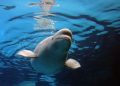 Tersandera Masalah Keuangan, 30 Paus Beluga Terancam Disuntik Mati