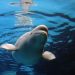 Tersandera Masalah Keuangan, 30 Paus Beluga Terancam Disuntik Mati