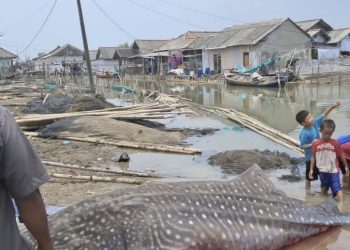 Hiu Paus Sepanjang 5 Meter Ditemukan Mati Terdampar di Pesisir Bekasi