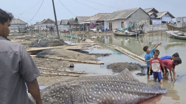 Hiu Paus Sepanjang 5 Meter Ditemukan Mati Terdampar di Pesisir Bekasi
