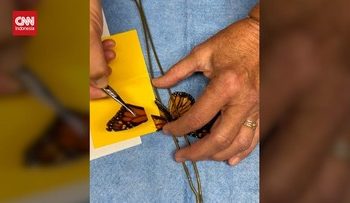 Operasi Sayap Patah Kupu-kupu agar Bisa Terbang Lagi