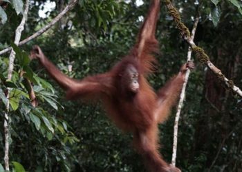 Orang Utan Artemis dan Gieke Kembali ke Hutan Taman Nasional Betung Kerihun Setelah Sekolah