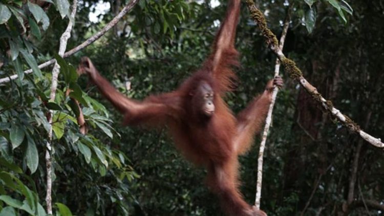 Orang Utan Artemis dan Gieke Kembali ke Hutan Taman Nasional Betung Kerihun Setelah Sekolah