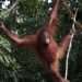 Orang Utan Artemis dan Gieke Kembali ke Hutan Taman Nasional Betung Kerihun Setelah Sekolah