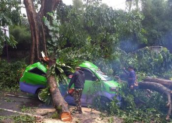 Hujan dan Angin Kencang di Bogor Akibatkan Pohon Tumbang Timpa Angkot hingga Ringsek