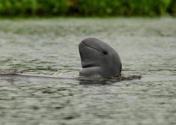 2 Pesut Mahakam Terancam Punah Mati di Sungai Mahakam
