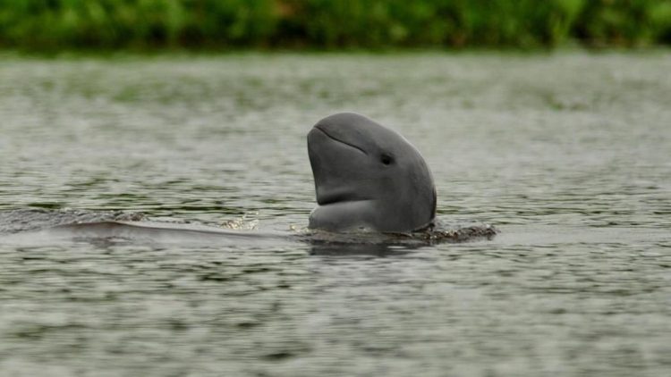 2 Pesut Mahakam Terancam Punah Mati di Sungai Mahakam