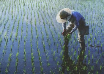 Menang Judi 100 Miliar Rupiah, Petani Jawa Bantu Warga Secara Langsung