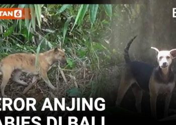 Teror Anjing Rabies di Bangli mengakibatkan 12 Warga Menjadi Korban