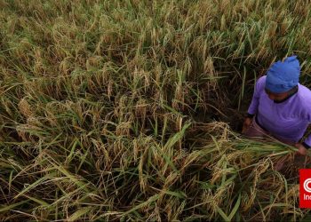 Data Kesuburan Tanah dan Cara Jaga Efisiensi Ekosistem dengan Pupuk