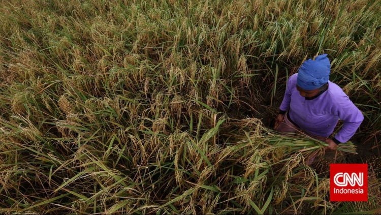 Data Kesuburan Tanah dan Cara Jaga Efisiensi Ekosistem dengan Pupuk