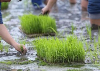 Lawan Tradisi, Petani Cuan Hampir Satu Miliar Rupiah