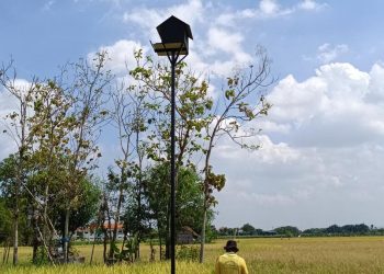 Pasukan Burung Hantu Bantu Lindungi Petani Banggai dari Bahaya Setrum di Sawah
