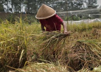 DEB Bantu Petani Tetap Tanam di Musim Kemarau