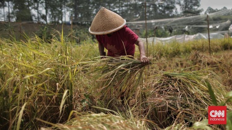 DEB Bantu Petani Tetap Tanam di Musim Kemarau